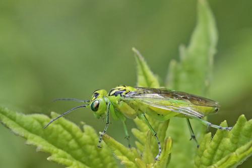 Réf. 211 118 : Rhogogaster chlorosoma